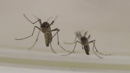 广东公布最新“蚊子地图”！粤疾控：尤为注意预防伊蚊叮咬