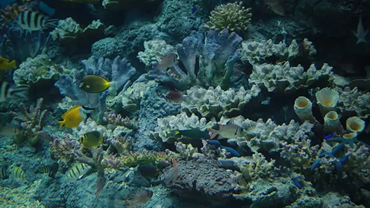 中法关于就生物多样性与海洋加强合作的联合声明：昆明－蒙特利尔到尼斯